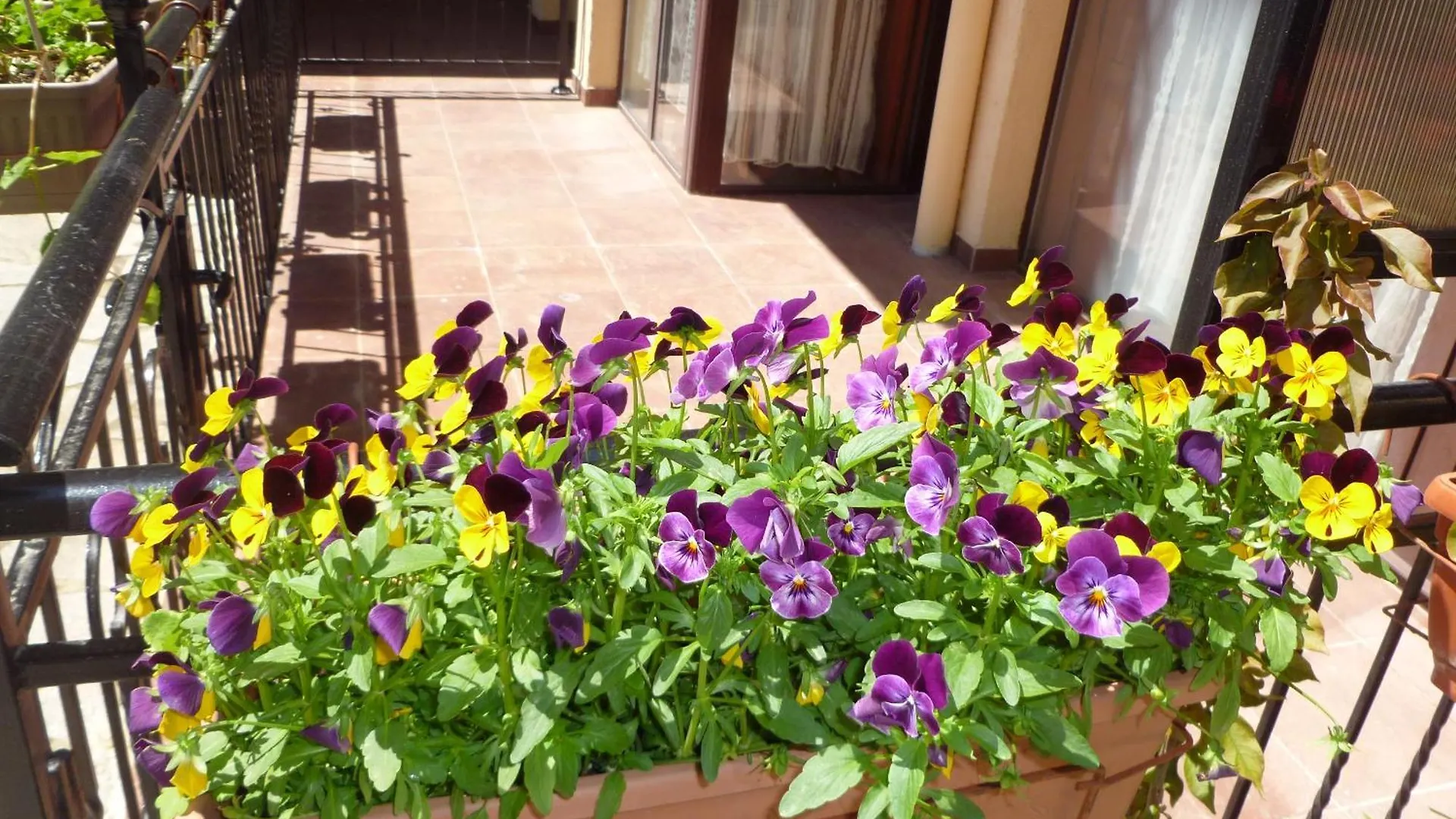 Apartment Tourist Complex Rose Village Sunny Beach